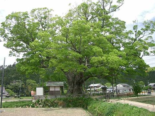 Zelkova serrata